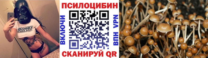 Купить  Гремячинск  Псилоцибиновые грибы MAGIC MUSHROOMS 